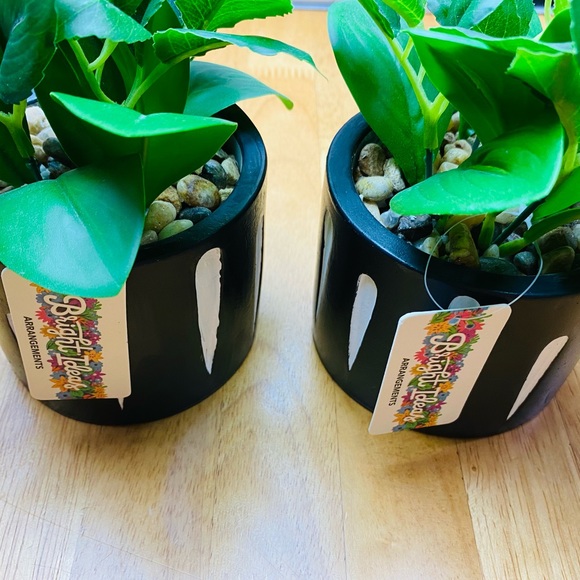 Green Green ONE beautiful 🪴 - Picture 6 of 12